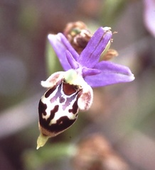 Ophrys heldreichii