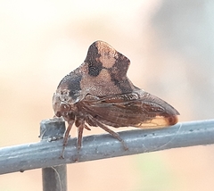 Telamona
