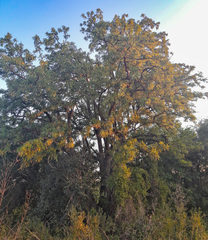 Phytolacca dioica