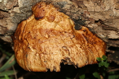 Hexagonia vesparia