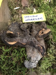 Sarcodon indurescens