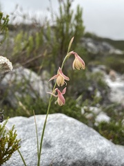 Hesperantha radiata