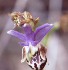 Ophrys heldreichii
