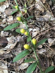 Aureolaria virginica