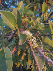 Phytolacca dioica