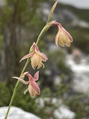 Hesperantha radiata