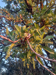 Phytolacca dioica