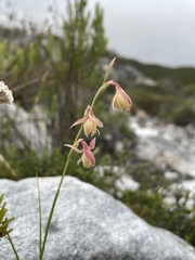 Hesperantha radiata