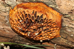 Hexagonia vesparia
