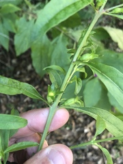 Aureolaria virginica