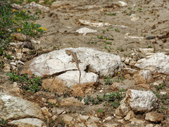 Acanthodactylus erythrurus