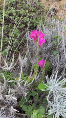 Antirrhinum majus