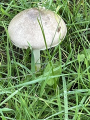 Volvopluteus gloiocephalus