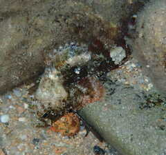 Scorpaena porcus