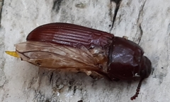 Uloma culinaris