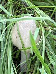 Volvopluteus gloiocephalus