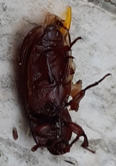 Uloma culinaris