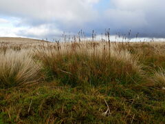 Juncus squarrosus