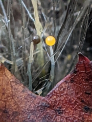 Phycomyces