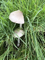 Volvopluteus gloiocephalus