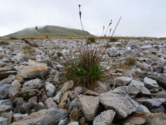 Juncus squarrosus