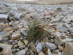 Juncus squarrosus