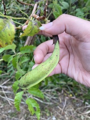 Campsis radicans