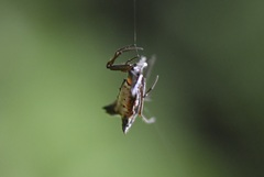 Micrathena duodecimspinosa