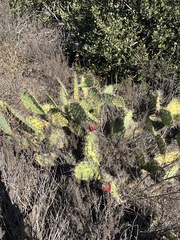 Opuntia basilaris