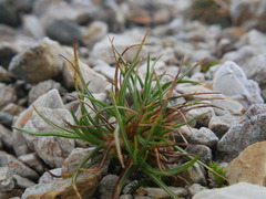 Juncus squarrosus