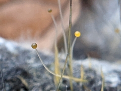 Phycomyces
