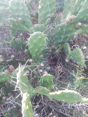Opuntia arechavaletae