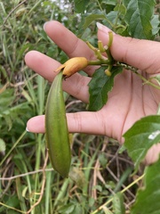 Campsis radicans