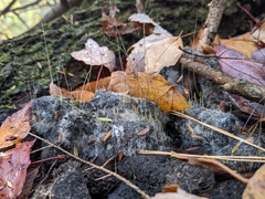 Phycomyces