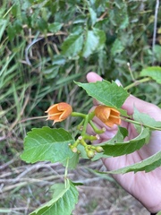 Campsis radicans