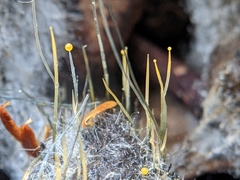 Phycomyces