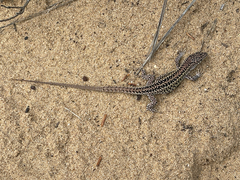 Podarcis carbonelli carbonelli