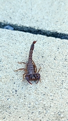 Vaejovis carolinianus