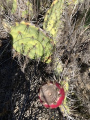 Opuntia basilaris