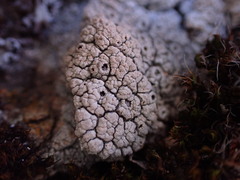 Lecanora rupicola