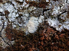 Lecanora rupicola