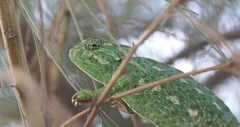 Chamaeleo chamaeleon chamaeleon