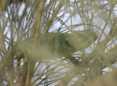 Chamaeleo chamaeleon chamaeleon