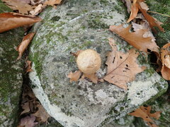 Amphibolips quercusinanis