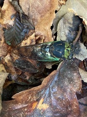 Massospora diceroproctae