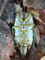 Massospora diceroproctae