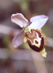 Ophrys heldreichii