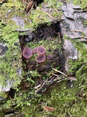 Ascocoryne cylichnium