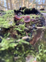 Ascocoryne cylichnium