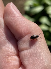 Microtheca ochroloma